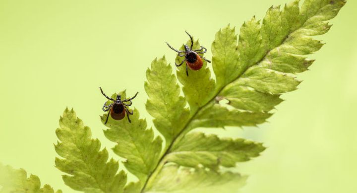 Flåter kan leve og suge blod fra dyr i op til tre år, og derfor er der en stor risiko for, at de videregiver sygdomme som f.eks. borrelia, anaplasma og TBE-virus. Det gør flåten til en af verdens værste smittespredere, kun overgået af malariamyggen.