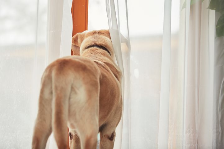 Mange hunde har haft meget mere selskab i løbet af sommerferien, men inden det igen bliver hverdag for hunde og ejere, er det vigtigt, at hunden (genind-)lærer at være tryg i eget selskab.