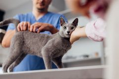 Vores katte har fået en højere status, vi er blevet bedre til at sørge godt for dem, og de lever derfor længere - og det kan være en af årsagerne til, at Agria Dyreforsikring lige nu oplever en høj forekomst af nyresygdomme, specielt blandt ældre katte, vurderer chefdyrlæge Mogens Brix Koldkjær.
