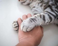 Lær at aflæse de tegn, katten udsender, så du kan forebygge at du - og den - havner i situationer, hvor katten når sin grænse.