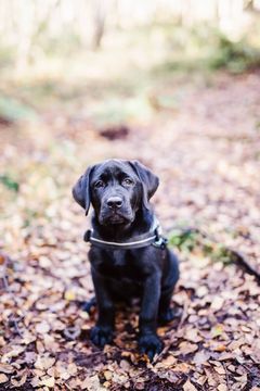 Mens hundeejeren er fordybet i havearbejdet, kan hunden hurtigt få bevæget sig ud i uheldige situationer. Her får du fem tip til, hvordan du kan gøre din have efterårssikker for din hund.