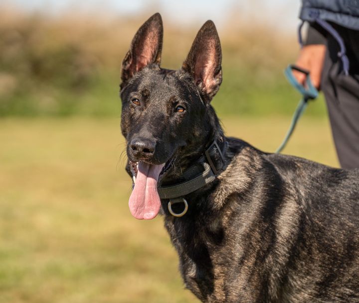 Den hollandske hyrdehund, Bobby, er blevet smittet med parasitten fransk hjerteorm. Sygdommen har betydet, at den yderst aktive unghund har skullet holdes i fuldstændig ro under behandlingsforløbet, der strakte sig over seks uger.
