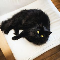 Med en hjertevarm kampagne under hashtagget #Blackfurday sætter Agria spotlight på de sortpelsede dyr, der ofte står bag deres mere farverige artsfæller i køen til adoption på dyreinternaterne.