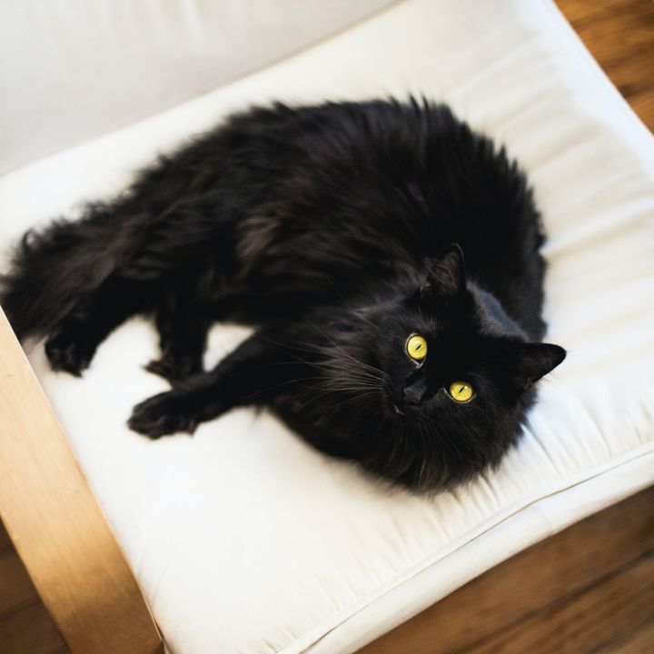 Med en hjertevarm kampagne under hashtagget #Blackfurday sætter Agria spotlight på de sortpelsede dyr, der ofte står bag deres mere farverige artsfæller i køen til adoption på dyreinternaterne.