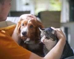 "Et kæledyr stiller ikke spørgsmål og dømmer ikke – det er netop det, der gør relationen så værdifuld i livskriser. For mange er kæledyret det faste holdepunkt, når alt andet vakler," vurderer Lotte Evers, marketingchef hos Agria Dyreforsikring.