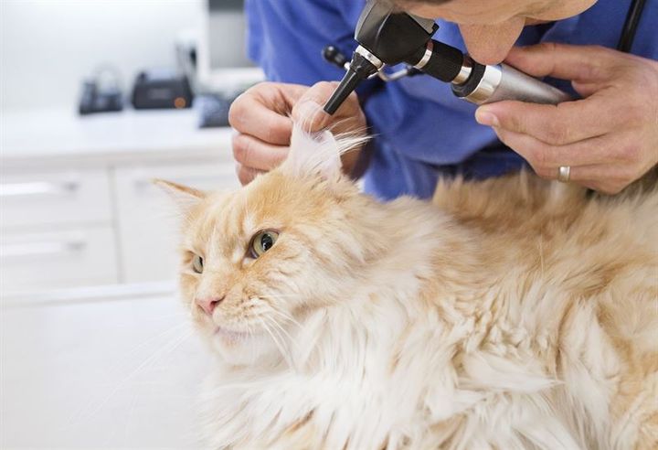 Med prisen ønsker Agria at motivere til forskning indenfor veterinærmedicin, men også at fokusere på banebrydende bidrag til øget dyresundhed, som er vigtige for samfundet som helhed.