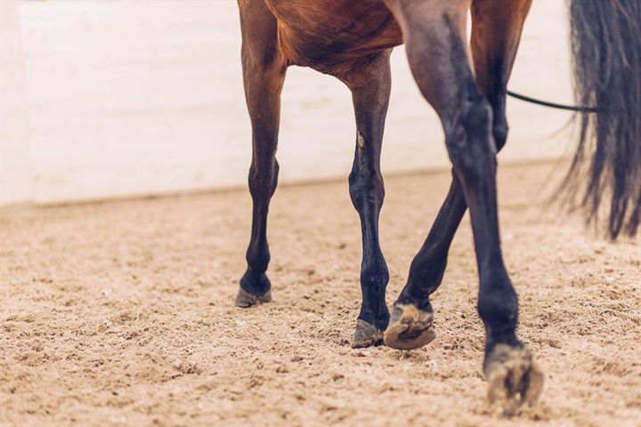 Seks nye forskningsprojekter, delvist finansieret af Agria Forskningsfond, sættes i gang i 2026. Projekterne er både vigtige for hestes trivsel og ridesportens fremtid, mener David Haack, øverste administrerende direktør i Agria Dyreforsikring.