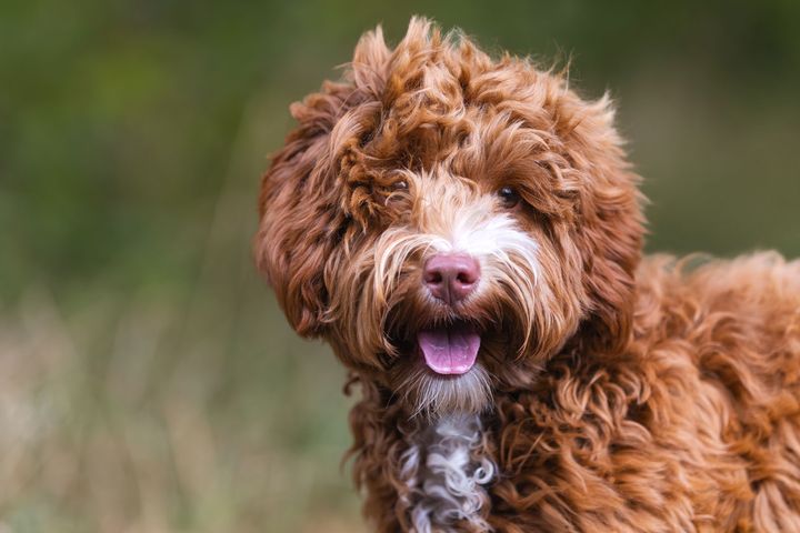 "Formålet med Agrias online "Krøllede Univers" er ikke kun at understøtte den voksende interesse for puddelblandinger, men også at sikre, at både nuværende og fremtidige ejere får den nødvendige viden, inspiration og praktiske værktøjer til at give deres hunde et godt og sundt liv," forklarer Lotte Evers, marketingchef i Agria.