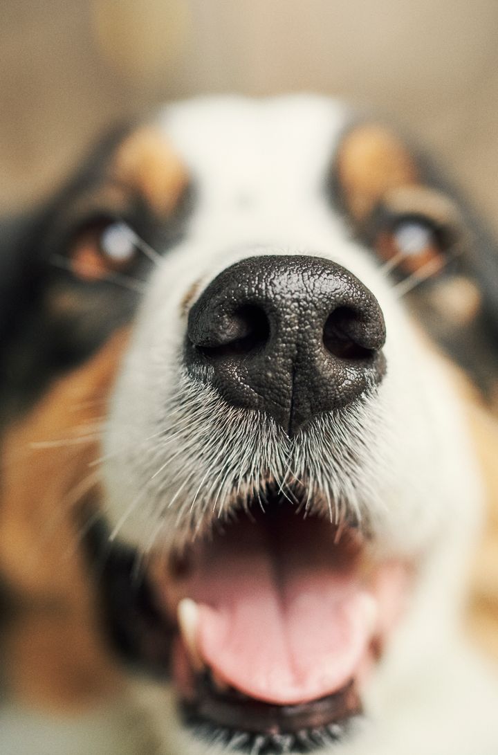 Undersøgelser af, hvordan man reducerer forekomsten af hjertesygdomme hos cavalier king charles spaniels, hvordan ny teknologi kan opdage halthed hos hunde og katte, og hvor almindelige adfærdsproblemer er blandt forskellige hunderacer er nogle af de projekter, der har opnået støtte fra Agria og SKK Forskningsfonden i 2026.