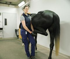 Dyrlæge Emma Persson-Sjödin forventer, at hendes forskning indenfor halthedsdiagnostik hos heste vil kunne hjælpe mange, både dyr og mennesker. Hendes forskningsprojekt er delvist finansieret af Agrias Forskningsfond.