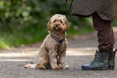 Kommende hundeejere gør sig i dag flere overvejelser om hundens størrelse og økonomiske aftryk end tidligere, viser en ny trendanalyse fra Agria.