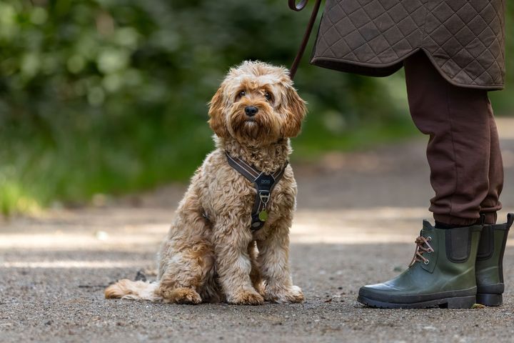 Kommende hundeejere gør sig i dag flere overvejelser om hundens størrelse og økonomiske aftryk end tidligere, viser en ny trendanalyse fra Agria.