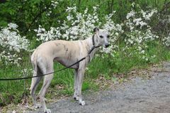 Ny AI-metode skal bruges til at opdage halthed hos hunde så tidligt som muligt, så f.eks. kronisk halte hunde kan individuelt trænes og behandles, for at holde dem så smertefri som muligt.