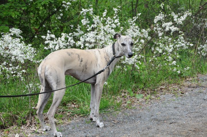 Ny AI-metode skal bruges til at opdage halthed hos hunde så tidligt som muligt, så f.eks. kronisk halte hunde kan individuelt trænes og behandles, for at holde dem så smertefri som muligt.