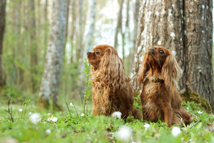 Med en ny gentest håber forskere at kunne reducere forekomsten af en alvorlig men ofte forekommende hjertesygdom blandt andet hos den blandt danskerne meget populære cavalier king charles spaniel.