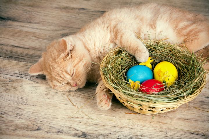 Nysgerrige og legesyge hunde og katte vil sikkert finde påskedekorationer og -pynt interessant, så hold pynt, fjer og dekorationer uden for rækkevidde, og vær opmærksom på, at dine kæledyr ikke spiser pynten.