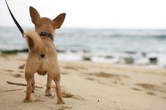 For at passe på ynglefugle og andre dyr er det lovpligtigt at føre hunden i snor på stranden i perioden 1. april til 30. september.