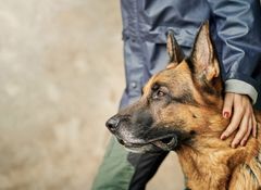 I dag tager et stigende antal hundeejere hunden med på restaurant, i offentlig transport, på arbejdspladsen og i sundhedssektoren, hvilket skaber debat. Det er baggrunden for nyt forskningsprojekt, der skal bidrage med viden, der uddyber forståelsen af hundens plads i vores hverdag.