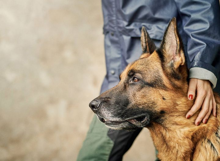 I dag tager et stigende antal hundeejere hunden med på restaurant, i offentlig transport, på arbejdspladsen og i sundhedssektoren, hvilket skaber debat. Det er baggrunden for nyt forskningsprojekt, der skal bidrage med viden, der uddyber forståelsen af hundens plads i vores hverdag.