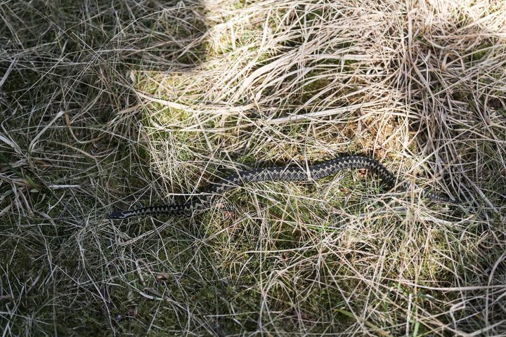 De første hunde bliver som regel tilset af dyrlægen for hugormebid allerede i marts måned, og det giver anledning til at minde danske hundeejere om at passe ekstra godt på under gåturen særligt hvis gåturen går til lyng- og hedeområder i den nærmeste tid.