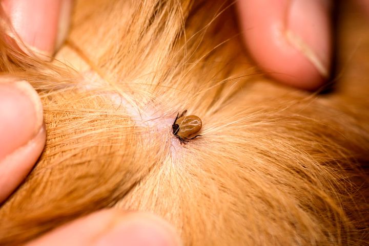 Flåter er blevet et helårsproblem i Danmark, og kan overføre sygdomme som borreliose og anaplasmose til hunde. Derfor bør hundeejere tjekke deres dyr dagligt og bruge forebyggende flåtmidler, råder Agria Dyreforsikring
