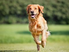 Agria er blevet udvalgt som modtager af International Partnership for Dogs' "Dog Wellness Award", som anerkendelse af et enestående engagement i hundes sundhed og trivsel. Agria.dk