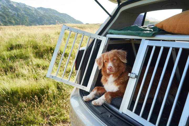 Foto: En vellykket udlandsrejse med hund kræver mere end bare en godt pakket kuffert, hvis den skal være både tryg og sikker - for hund og ejer. Derfor er det afgørende, at man som hundeejer sætter sig grundigt ind i reglerne og samtidig er økonomisk sikret, hvis noget går galt.