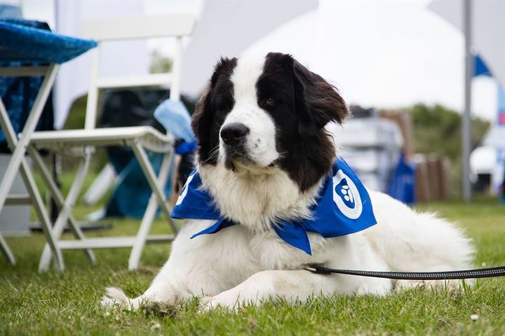 "Det er fantastisk at se, at danskerne ikke bare vil gå langt for deres egne hunde, men at de også har en stor vilje til at hjælpe de hunde, der har det svært og venter på et nyt hjem", siger Tine Stabell, direktør i Agria, der i dag kunne overdrage de danske hundeejeres donation til Dyreværnet.