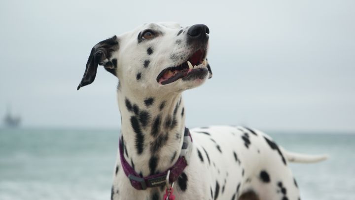 Her får du en række gode råd, som er gode at have i baghovedet, hvis uheldet er ude, og din hund kommer til skade i sommerlandet.