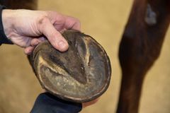 Hovbylder er en af de mest almindelige årsager til akut halthed hos heste. Regelmæssig hovpleje og opmærksomhed på underlaget kan være med til at forebygge problemet.