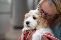 Flere nye hundeejere oplever stress, udmattelse og tvivl i den første tid med hvalp – et fænomen, der internationalt er blevet kendt som ”puppy blues”.