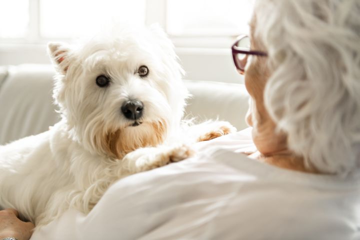En hund kan bidrage med både motion, faste rutiner og fællesskab i hverdagen. Agria Dyreforsikring opfordrer samtidig kommende hundeejere til at tænke langsigtet, så både hund og ejer får de bedste rammer gennem hele hundens liv.