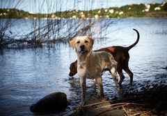 Sommerens badeture kan gemme på en usynlig fare. Blågrønne alger kan være giftige for hunde, og hundeejere opfordres til at være ekstra opmærksomme ved søer og strande.