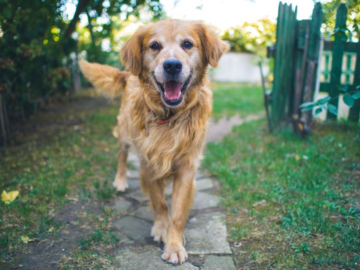 Hundeejere, der færdes i Odense og omegn, bør være ekstra opmærksomme på egeprocessionslarven. Hurtig reaktion kan være afgørende, hvis hunden kommer i kontakt med de giftige fimrehår, råder Agria Dyreforsikring.
