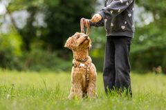 Børn og hunde kan få stor glæde af hinanden, når samværet foregår på hundens præmisser. Agria anbefaler, at hunden altid er de voksnes ansvar, mens børn gradvist inddrages i pasningen.