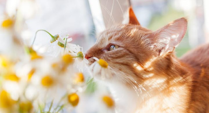 Katte udforsker verden med næsen først, men nysgerrigheden kan føre dem i kontakt med planter og andre ting, der kan være giftige. Agria anbefaler, at katteejere gennemgår hjemmet og haven for potentielle risici.