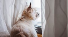 Efter en sommer med ekstra meget samvær kan overgangen til hverdagen være udfordrende for nogle hunde. Derfor anbefaler Agria, at hundeejere genindfører de faste rutiner, inden ferien er slut.