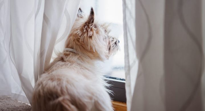 Efter en sommer med ekstra meget samvær kan overgangen til hverdagen være udfordrende for nogle hunde. Derfor anbefaler Agria, at hundeejere genindfører de faste rutiner, inden ferien er slut.