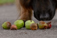 Nedfaldsfrugt kan være en fristende snack for mange hunde, men gærede frugter, frugtsten, hvepse og snegle kan få den uskyldige godbid til at resultere i en tur på dyrehospitalet, advarer Agria Dyreforsikring.