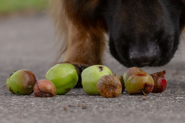 Nedfaldsfrugt kan være en fristende snack for mange hunde, men gærede frugter, frugtsten, hvepse og snegle kan få den uskyldige godbid til at resultere i en tur på dyrehospitalet, advarer Agria Dyreforsikring.