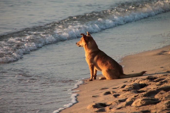 Sand, vand og spændende dufte gør stranden til et sansemekka for hunde. Men selv om snoren må komme af på mange strande fra 1. oktober, bør den kun slippes, hvis hunden kommer sikkert retur, når ejern kalder – også når omgivelserne frister.