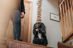 Neutralisation kan have både sundhedsmæssige fordele og ulemper, og det rigtige valg afhænger af den enkelte hund. Køn, race, alder, sundhed og adfærd bør derfor indgå i vurderingen – helst i dialog med dyrlægen. Agria.dk