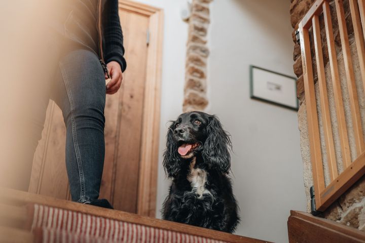Neutralisation kan have både sundhedsmæssige fordele og ulemper, og det rigtige valg afhænger af den enkelte hund. Køn, race, alder, sundhed og adfærd bør derfor indgå i vurderingen – helst i dialog med dyrlægen. Agria.dk