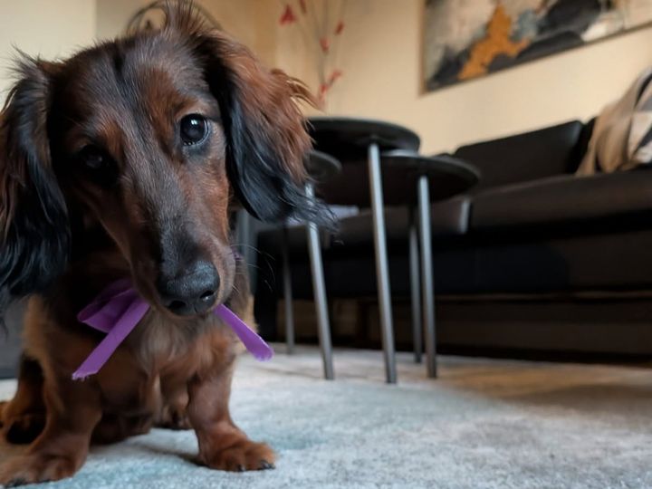 Bella blev ikke engang ét år, før hun døde af fransk hjerteorm. Nu deler hendes ejer, Susan, Bellas historie for at gøre andre hundeejere opmærksomme på sygdommen og betydningen af at samle op efter sin hund – også i naturen. Privatfoto