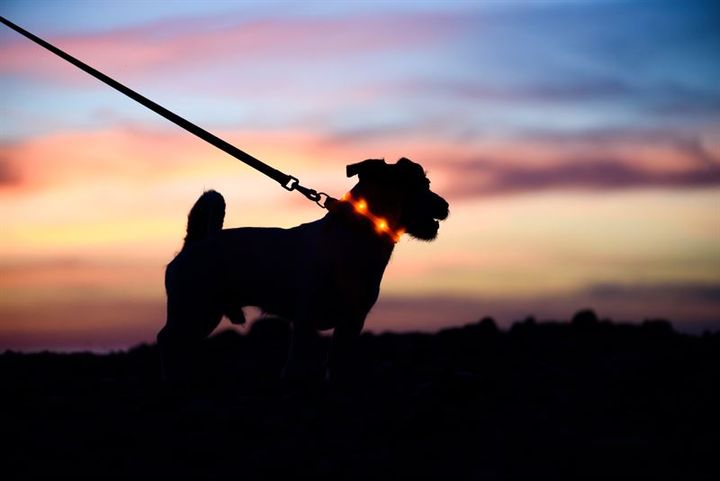 Når mørket falder på, er det vigtigt, at både hund og ejer er synlige i trafikken. Reflekser og lys kan gøre en afgørende forskel for sikkerheden på efterårets gåture.