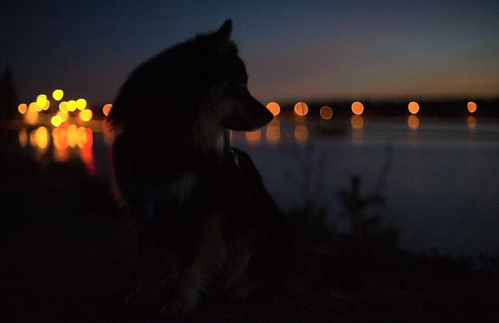 Halloween kan være sjov og spændende for os mennesker, men masker, uhyggelige dekorationer og mange besøg ved hoveddøren kan virke skræmmende på hunden. Sørg for, at din hund har mulighed for at trække sig tilbage til et roligt sted, hvor den kan føle sig tryg.
