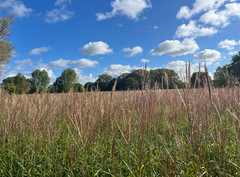 På billedet ses en mark med Miscanthus Sinensis (elefantgræs), som kan anvendes til dels tagdækning på samme måde som tagrør, dels indgå i diverse byggematerialer såsom plade- og kompositmaterialer og som akustik- og isoleringsmaterialer.