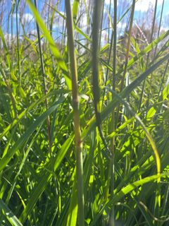 På billedet ses Miscanthus Sinensis (elefantgræs), som kan anvendes til dels tagdækning på samme måde som tagrør, dels indgå i diverse byggematerialer såsom plade- og kompositmaterialer og som akustik- og isoleringsmaterialer.