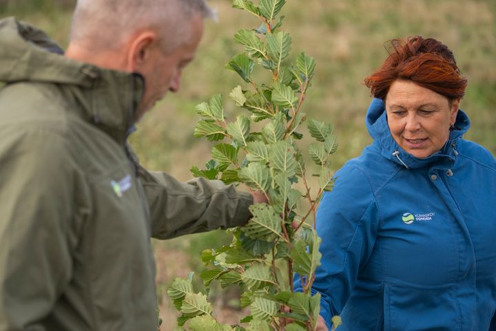 billede af mennesker der kigger på nyplantet træ