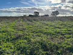 foto af mark med små træer